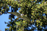 20140520_0288ab